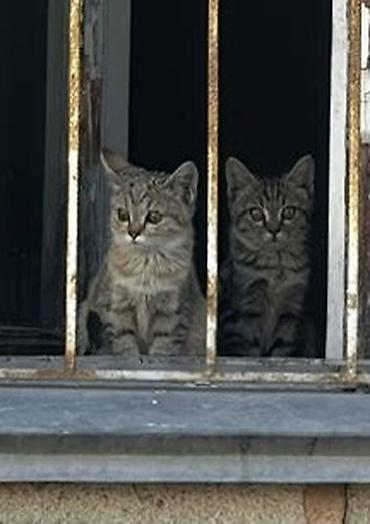 Отдам в хорошие руки 3 котенка домашние, приучены к лотку