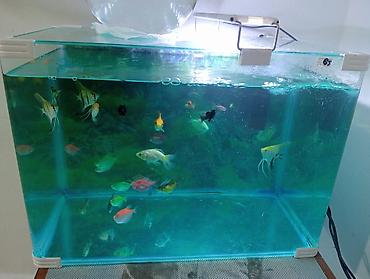 akvarium baliqlari satisi: Akvaryum komplekti – şüşə akvarium və müxtəlif rəngli tropik balıqlar — 4
