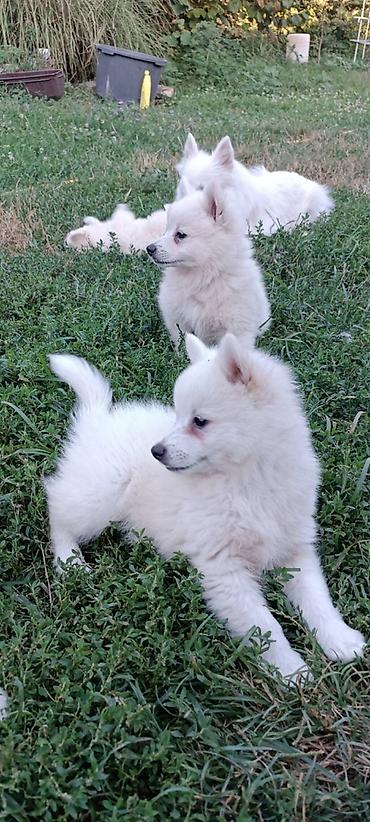 Psi: Na prodaju prelepi štenci belog nemačkog špica, oštenjeni 12. januara — 6