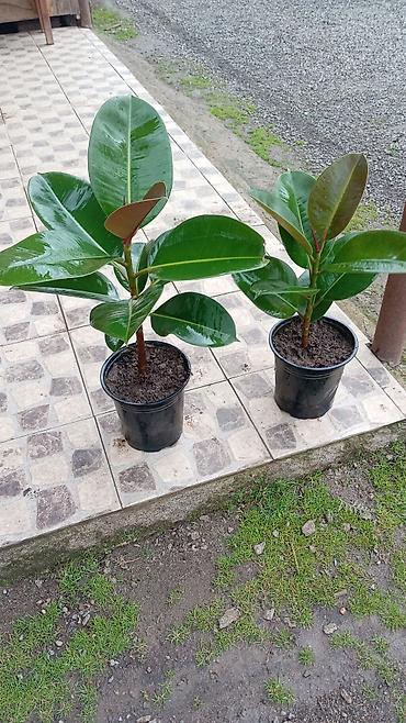 Otaq bitkiləri: Fikus elastika (rezin ağacı) – bəzək məqsədli iri otaq bitkisi - Növ — 6