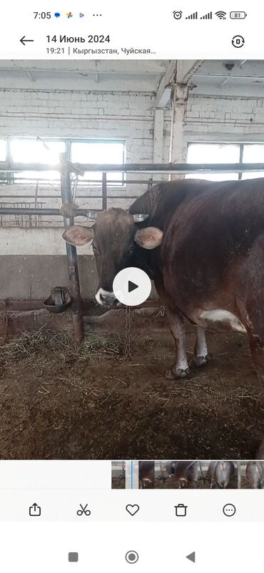 Коровы, быки: Продаю | Тёлка | Швицкая | Для молока | Стельные
