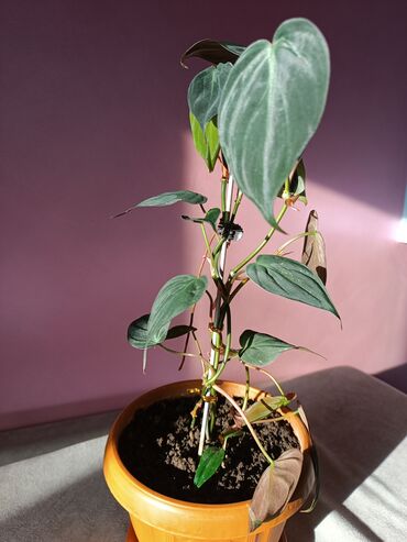 Комнатные растения: Филодендрон Сканденс Миканс отлично очищает воздух. Растению