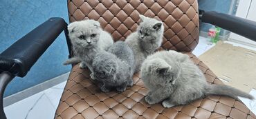 Pişiklər: Erkək, Yaxşı əllərə, Rayonlara çatdırılma — 11