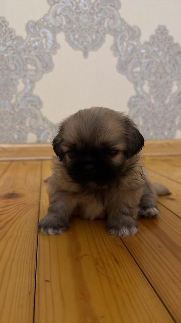 quru it yemi: Pekines, 1 ay, Erkək, Sənədli, Ödənişli çatdırılma — 9