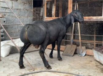 сколько стоит щенок хаски без документов: Сатам | Кочкор (эркек) | Арашан | Көбөйтүү үчүн | Жасалма жол менен боозутуу