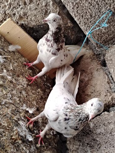 кольчатый попугай цена: Salam hazir cut 17 18tuk ebresler cutu 20manat son. Qiymeti 0516831165 at lalafo.az кольчатый попугай цена: Salam hazir cut 17 18tuk ebresler cutu 20manat son. Qiymeti 0516831165