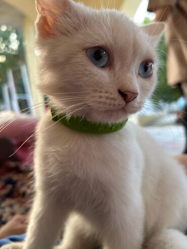 Pişiklər: Dişi, Yaxşı əllərə, Ödənişli çatdırılma — 5