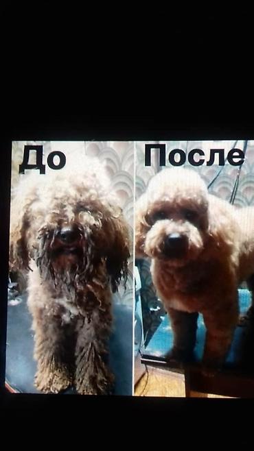 пекинес: Профессиональная стрижка собак и кошек в Бишкеке. Грумминг в Бишкеке — 2