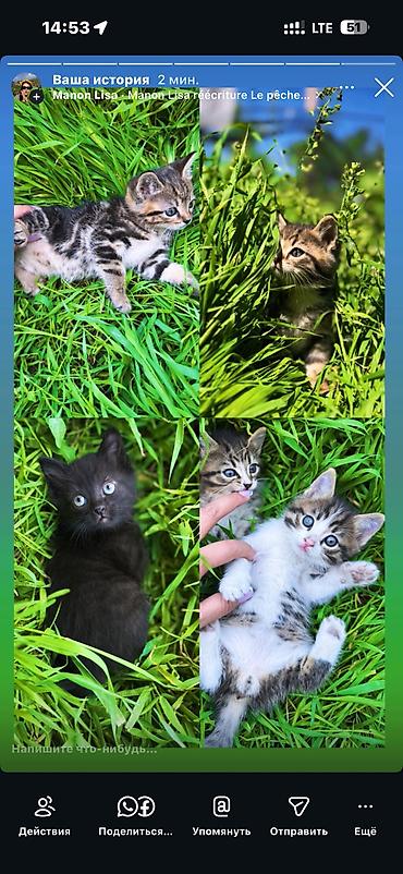 Продажа кошек: 🐾 Очаровательные котята ищут дом! 4 пушистых малыша готовы подарить — 11