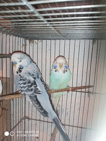 Digər quşlar: Çex cütler satılır papuqaylar təmiz qan vıstıvıcnıy vıstıvka sərgi — 6