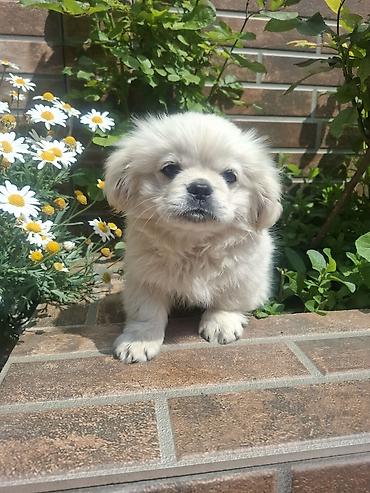 İtlər: Pekines, 3 ay, Erkek, Peyvəndli, Pulsuz çatdırılma — 6