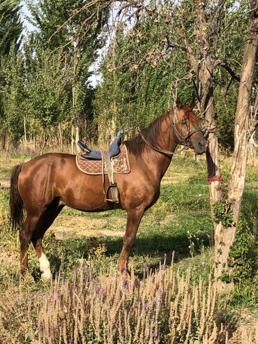 продажа коней: Продаю | Конь (самец) | Конный спорт