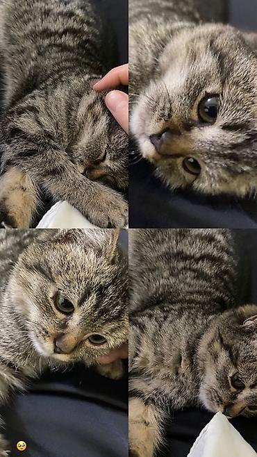 Отдам даром кошку: 🐾 Ищу добрый дом для Серого 🤍 Мальчик, примерно 2 года. Домашний — 1