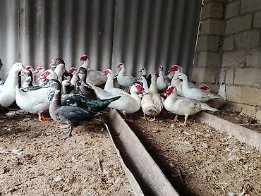 Lal ördəkler satılır 
ərkəklər 20₼
disiler 18₼