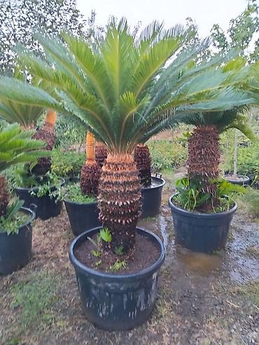 finiks palma: Saqo palması (Cycas revoluta) – iri plastik dibçəklərdə - Dekorativ — 6