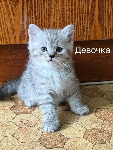 шотландская длинношерстная кошка: Скотиш Фолд (Шотландская вислоухая), 1 месяц, Мальчик, Серый, Приучена к лотку