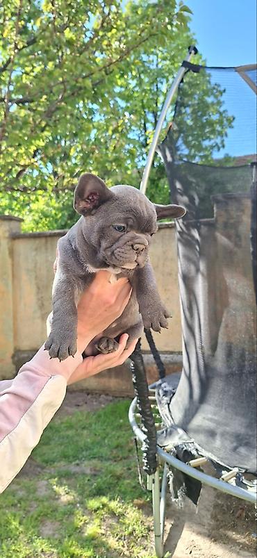 Psi: Francuski buldozi, rodjeni 4.3.2026, sky blue, vakcinisani uskoro — 6