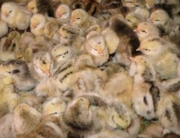 гнездо для кур: Продаю | Цыплята | На забой, Для разведения, Несушки