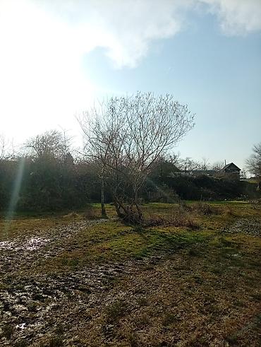 Torpaq sahələrinin satışı: 38 sot, Kənd təsərrüfatı, Mülkiyyətçi, Kupça (Çıxarış) — 1