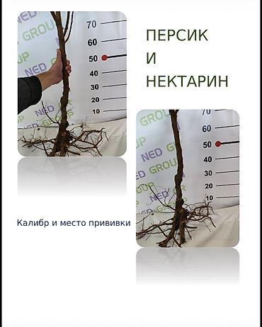 пекан саженцы купить: Саженцы персика и нектарина, 150-220 см, опт и розница Саженцы — 3