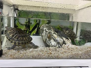 Akvariumlar: Dördbucaq akvarium, Balıqlarla birlikdə, 12 l, Ünvandan götürmə — 3
