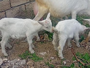erkek: 20 baş çəpişdi erkekli dişili çoxunun burda. Şəkili yoxdu — 8