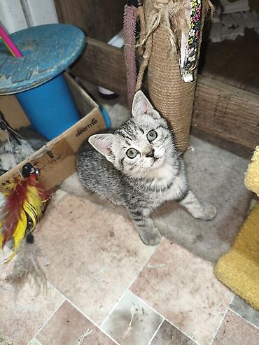 котята шотландской породы: Скотиш Страйт (Шотландская прямоухая), 2 месяца, Девочка, Серебристая шиншилла — 9