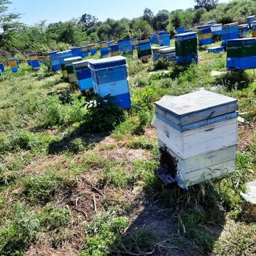Bal: 100% qarantiya verilir təbii olduğuna! . 100% Təbii Bal zəmanət -da lalafo.az — 30 Bal: 100% qarantiya verilir təbii olduğuna! . 100% Təbii Bal zəmanət — 30