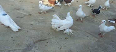 Göyərçinlər: Satılır: bəzək göyərçinləri dəsti - Növ: bəzək və uçuş üçün saxlanan — 8