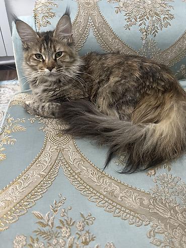 scotish fold: Котята, домашние, короткошёрстные. Описание:мать породы Мейн кун — 6