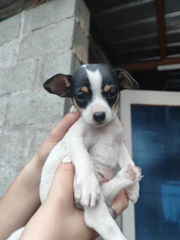 продажа собак чихуахуа: Срочно продаётся щенок девочка, чихуахуа родилась 28.03.2024
