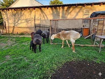 Баран, овца: Продаю | Баран (самец) | Арашан — 1