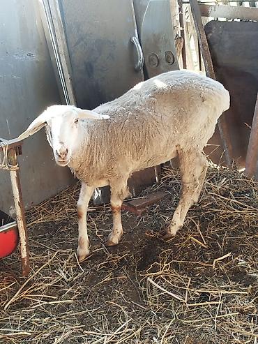 Баран, овца: Продаю | Овца (самка) | Для разведения | Матка — 7