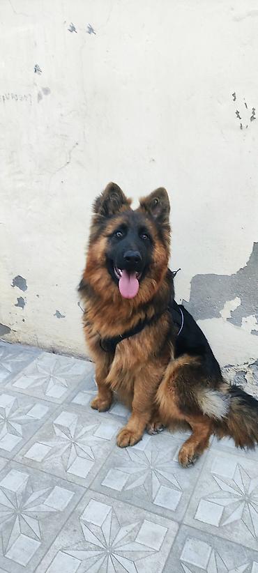 İtlər: Alman çoban iti — 1