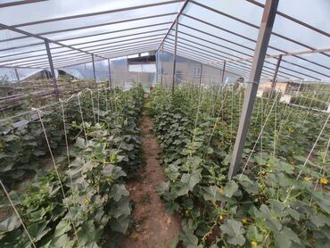 Теплицы: Ищу инвестора для масштабирования тепличного хозяйства и развития — 8