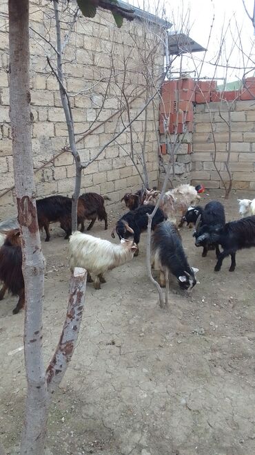 Keçilər, çəpişlər: Satılır – xırda təsərrüfat üçün keçilər qrupu - Növ: yerli qarışıq — 5