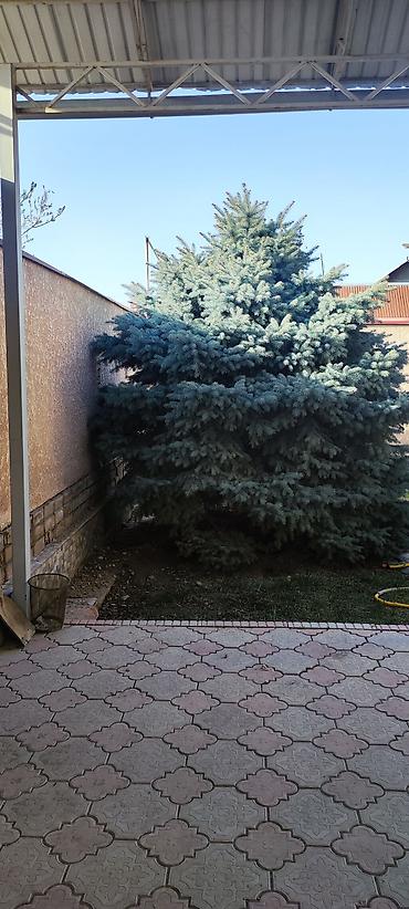 Две Елки голубые (ель колючая, Picea pungens ‘Glauca’) — крупномер для