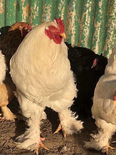 Куры, петухи: Продаю | Петух | Для разведения, На забой — 15