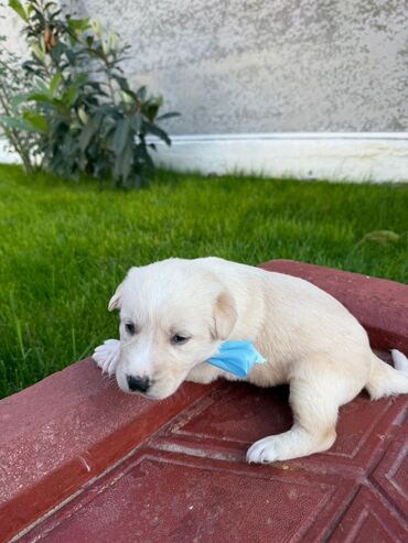 İtlər: Labrador-retriver, 1 il, Dişi, Ünvandan götürmə — 8