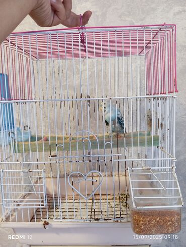 Чайники: Sağlam heyvandı sehv elemirrmse erkeydi xesdeliyi yoxdu tek qalıb deye