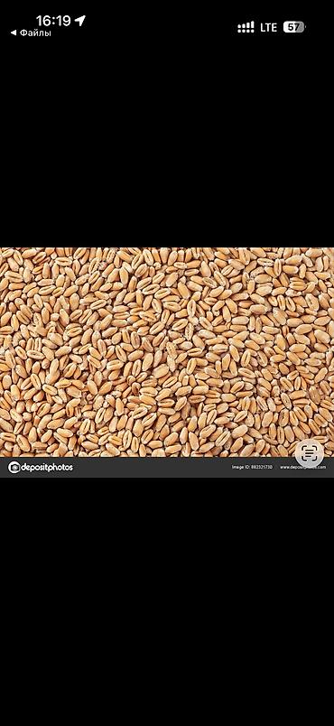 укмуш тв: Пшеница, сорт,Победа,, репродукция первая, хорошая урожайность! — 1