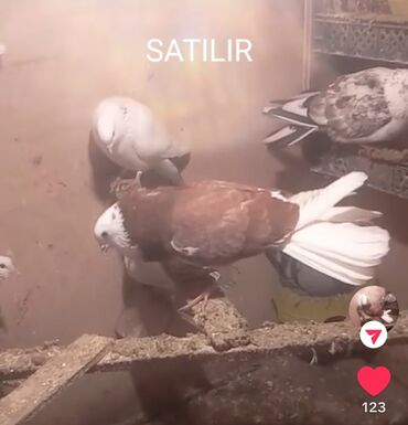 Göyərçinlər: Temiz babayevisqi eni quyruq hundur ayaq uzun quwdardi erkey dest ag — 12