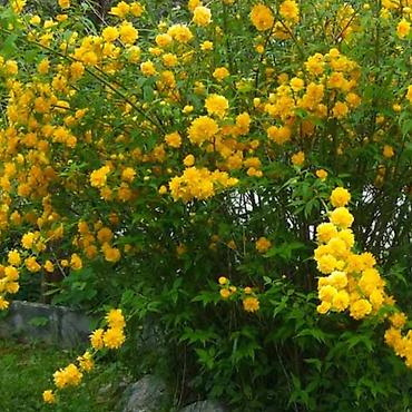 Другие садовые цветы и кустарники: Продаю разные цветы,злаковые: овсяница сизая,мискантус от 200с — 8