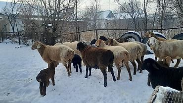 Баран, овца: Продаю | Овца (самка) | Полукровка | Для разведения | Племенные — 9