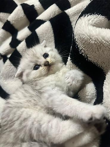 Pişiklər: Britan — 6