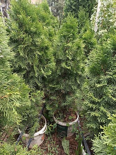Туя: 🌿 **Туи Смарагд в Бишкеке — от садовода с любовью!** 🌿 **Прямо из — 12
