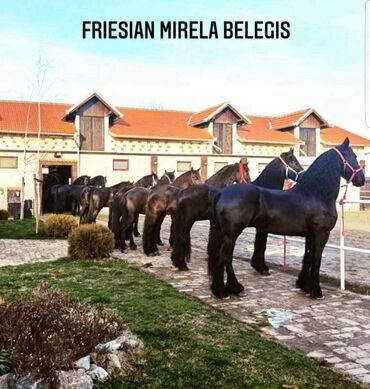 Domaće životinje: Frizijski konji na prodaju . Mirela Belegis jedina licencirana stala — 10