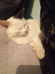 продажа козлов: Ласковая,чистая,домашняя