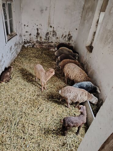 Qoyunlar, qoçlar: Məhsul: Qoyun və quzular Qoyun balası ilə satılır cəm 13 qoyun 13 — 10