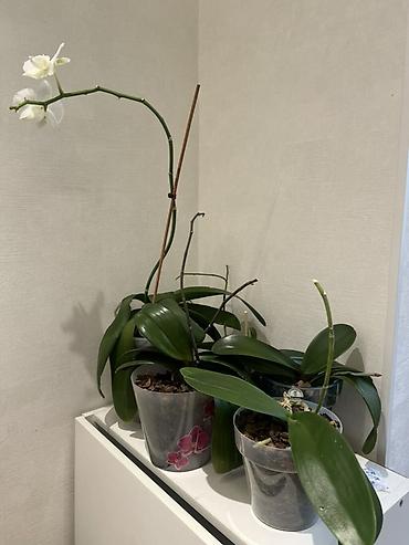 Лилии: Кливия (Clivia miniata) в горшке - Эффектное комнатное растение с — 7